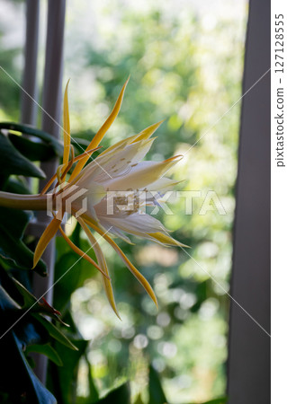 開花的白色仙人掌花 開花的白色仙人掌花 127128555