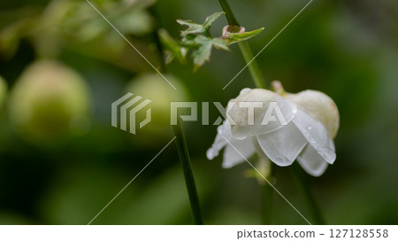 Rengeshoma in full bloom after the rain Rengeshoma in full bloom after the rain 127128558