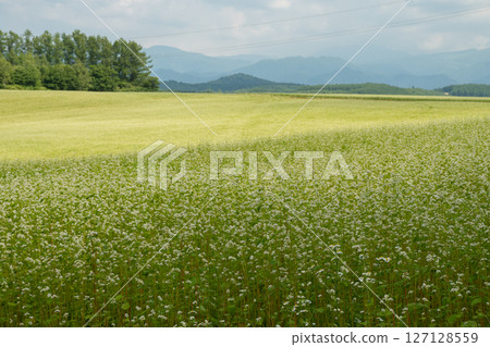 Summer buckwheat field with white flowers in full bloom Summer buckwheat field with white flowers in full bloom 127128559