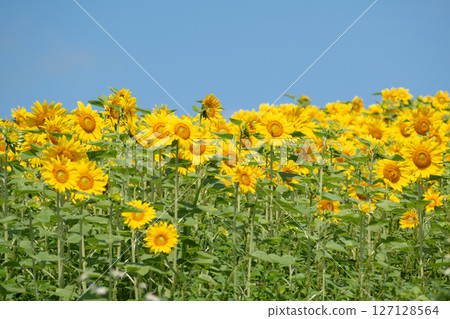 太陽在盛開和藍天的花田 127128564