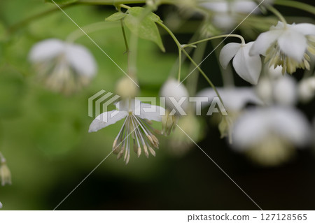 盛開的白落葉松 127128565