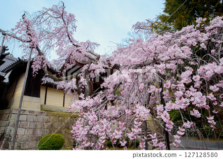 光明寺使門的垂枝櫻花 127128580