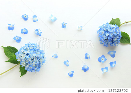 繡球花框架 127128702