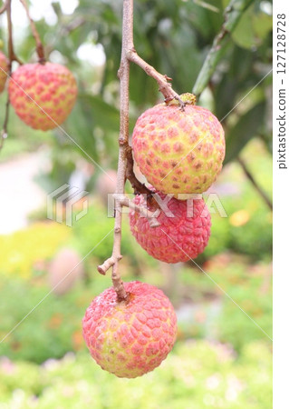 lychee plant on farm for sell 127128728