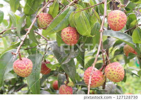 lychee plant on farm for sell 127128730