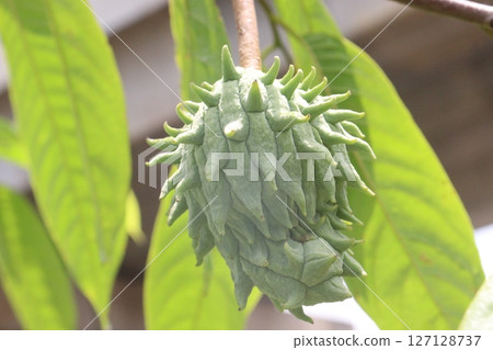 Annona mucosa fruit on tree in farm Annona mucosa fruit on tree in farm 127128737