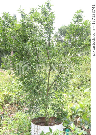 Citrus macroptera on tree in farm Citrus macroptera on tree in farm 127128741