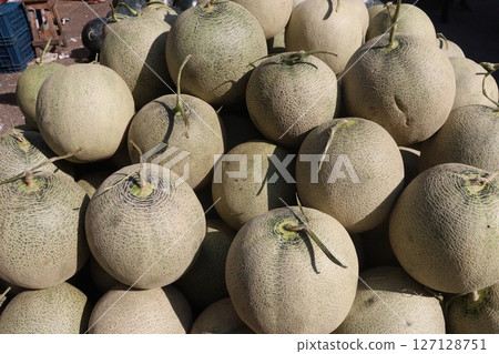Cantaloupe tree plant in hydroponic system on farm 127128751
