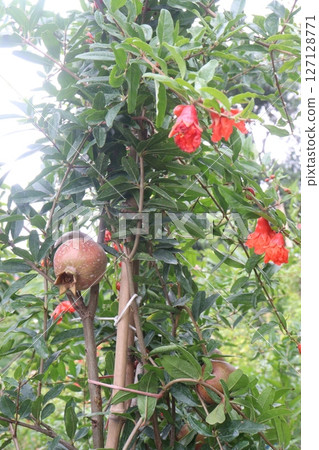 Pomegranate on plant in farm for harvest Pomegranate on plant in farm for harvest 127128771