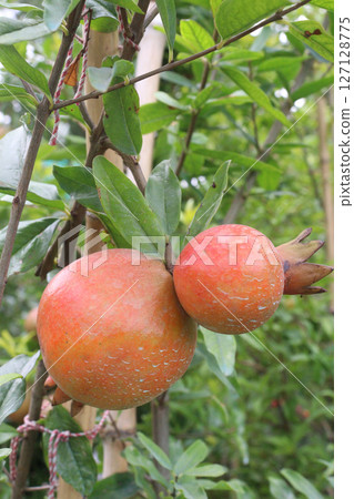 Pomegranate on plant in farm for harvest 127128775