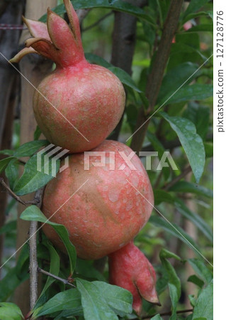 Pomegranate on plant in farm for harvest 127128776