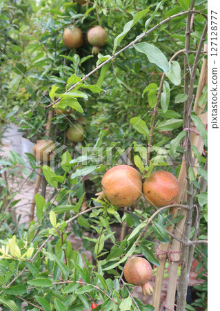 Pomegranate on plant in farm for harvest Pomegranate on plant in farm for harvest 127128777