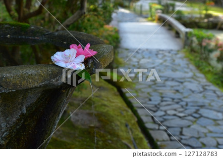 漂浮在水面上的山茶花 127128783