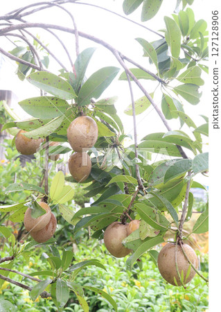 Sapodilla on tree in farm for harvest Sapodilla on tree in farm for harvest 127128906