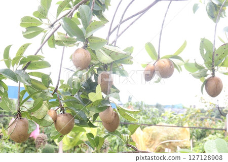 Sapodilla on tree in farm for harvest Sapodilla on tree in farm for harvest 127128908