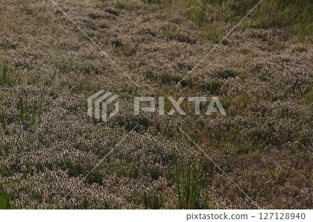 A cluster of fluffy flowers blooming in the evening light A cluster of fluffy flowers blooming in the evening light 127128940