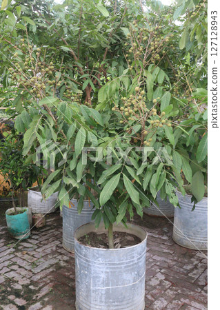 Longan fruit on tree in farm 127128943
