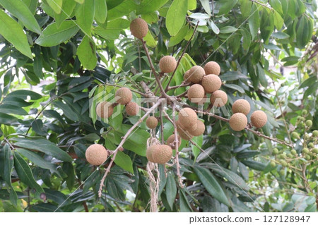 Longan fruit on tree in farm Longan fruit on tree in farm 127128947