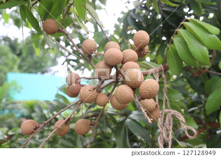 Longan fruit on tree in farm 127128949