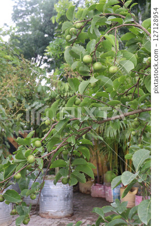 manila cherry fruit on tree in farm 127128954