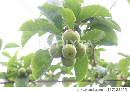 manila cherry fruit on tree in farm manila cherry fruit on tree in farm 127128955