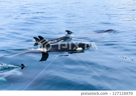 Killer whales. A group of wild killer whales in the Nemuro Strait, photographed on a nature cruise from Rausu in June. 127128970