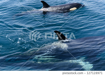 Killer whales. A group of wild killer whales in the Nemuro Strait, photographed on a nature cruise from Rausu in June. 127128971