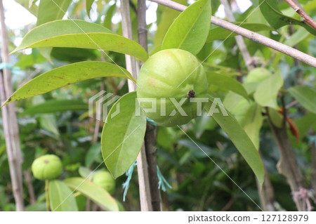 Garcinia cambogia is a tropical fruit plant on farm 127128979