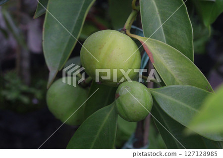 Garcinia cambogia is a tropical fruit plant on farm Garcinia cambogia is a tropical fruit plant on farm 127128985