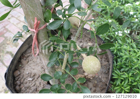 Wood-apple on tree in farm 127129010