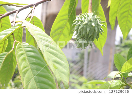 Annona mucosa fruit on tree in farm Annona mucosa fruit on tree in farm 127129026