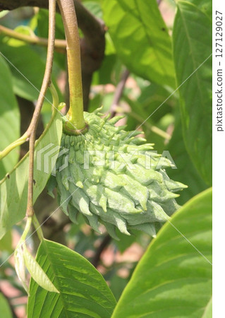 Annona mucosa fruit on tree in farm Annona mucosa fruit on tree in farm 127129027