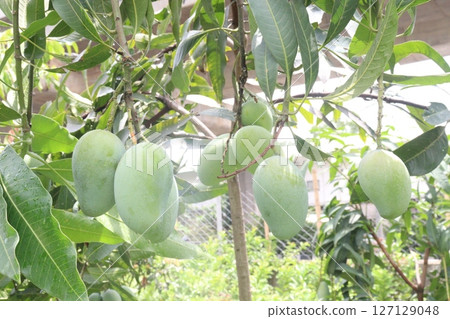 mango on tree in farm for sell 127129048
