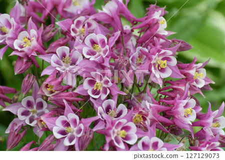 Beautiful pink Aquilegia flower on nature background closeup 127129073