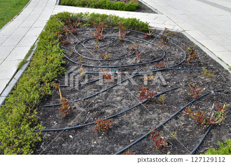 Rose garden in early spring - cut rose bushes and watering hoses Rose garden in early spring - cut rose bushes and watering hoses 127129112