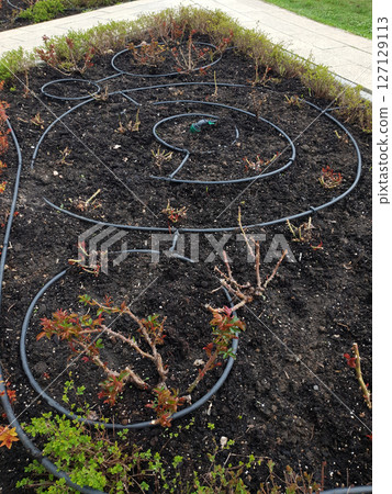 Rose garden in early spring - cut rose bushes and watering hoses Rose garden in early spring - cut rose bushes and watering hoses 127129113