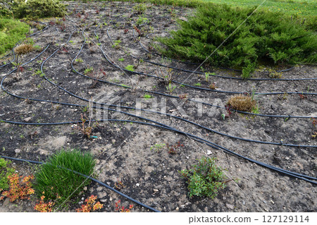 Rose garden in early spring - cut rose bushes and watering hoses Rose garden in early spring - cut rose bushes and watering hoses 127129114