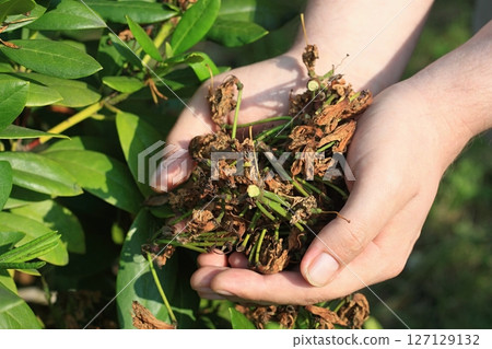 Young gardener taking care of the rhododendron in summer garden. Young gardener taking care of the rhododendron in summer garden. 127129132