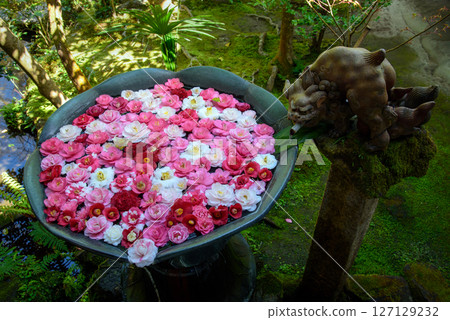 京都法念院的花 chozubizu 127129232