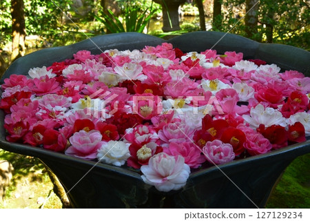 Scenery of camellia flowers floating Scenery of camellia flowers floating 127129234