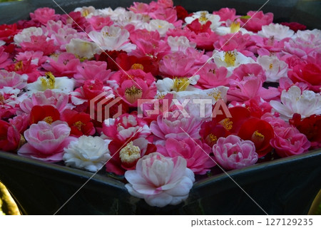 山茶花飄浮的風景 127129235