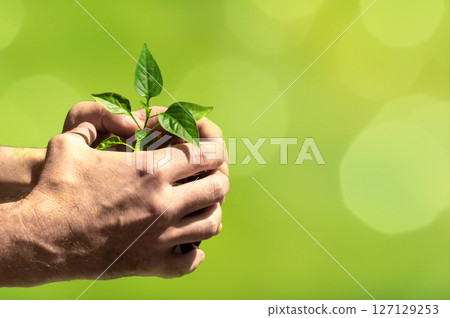 Hands holding young tree for planting on a blurred green nature backgraund. Concept eco earth day. Hands holding young tree for planting on a blurred green nature backgraund. Concept eco earth day. 127129253