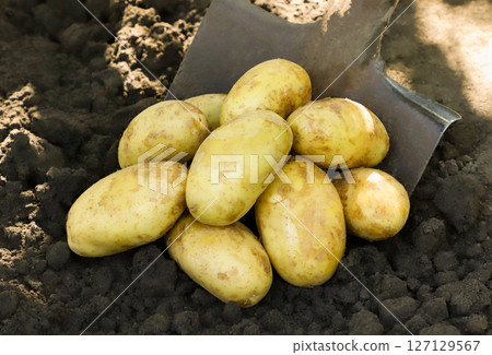 Pile of dug potatoes with a shovel close-up, background. Fresh potatoes Pile of dug potatoes with a shovel close-up, background. Fresh potatoes 127129567