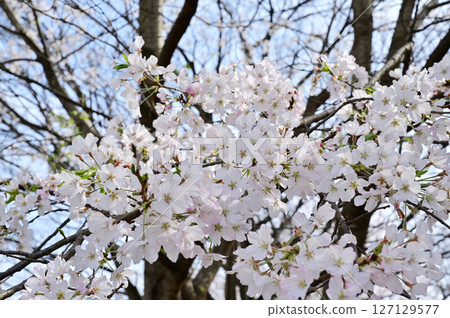 Jinroku cherry blossoms in full bloom 127129577