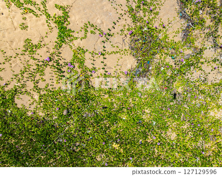 Top view beach sand texture and green grass flowers on the beach. Top view beach sand texture and green grass flowers on the beach. 127129596