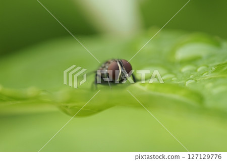 Insect on a wet leaf Insect on a wet leaf 127129776