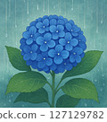 Hydrangea 127129782