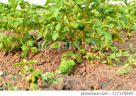 Green tops of ripening potatoes. Green tops of ripening potatoes. 127129840