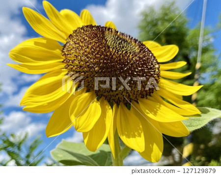 Sunflowers blooming under the midsummer sky 127129879