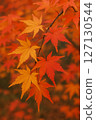 Autumn leaves growing on a tree 127130544